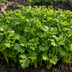gosto-nabiranje-petersilja-zgodaj-spomladi-brez-cakanja-na-poganjke.png