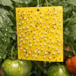 Kako spomladi rešiti paradižnik pred belino brez agresivnih kemikalij kako-spomladi-resiti-paradiznik-pred-belino-brez-agresivnih-kemikalij.png