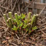 Skrivni pomen spomladanskega rezanja clematisov ali kako poskrbeti, da liana cveti v slapovih skrivni-pomen-spomladanskega-rezanja-clematisov-ali-kako-poskrbeti-da-liana.png